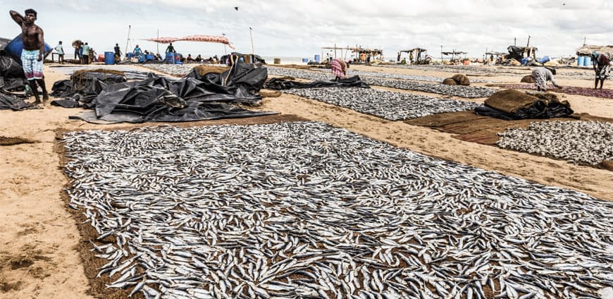 RP219-Sardinen_Produktion3-slider