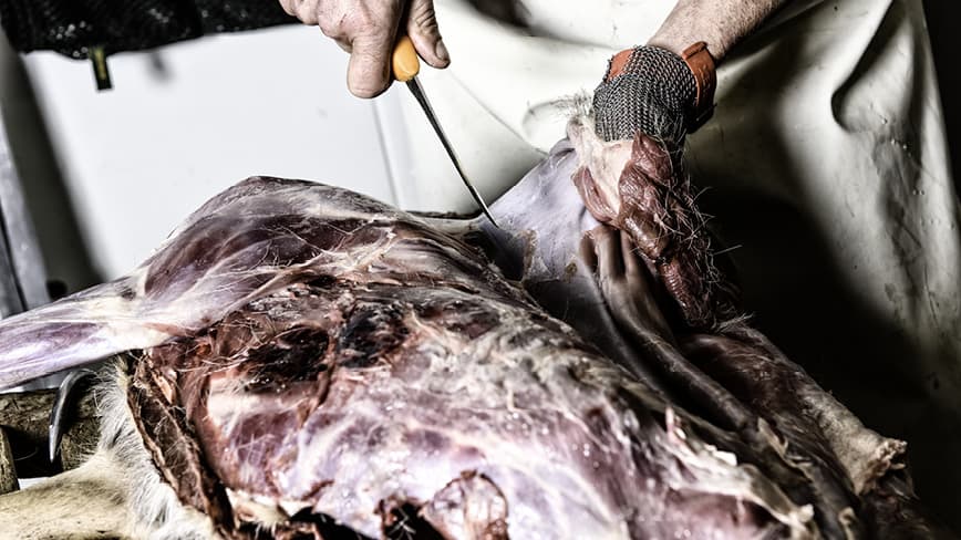 Wild-Jagd-Schloss-Gartow_9