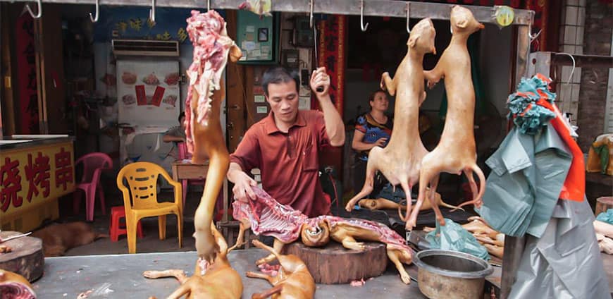 china-hunde-katzen-03-slider