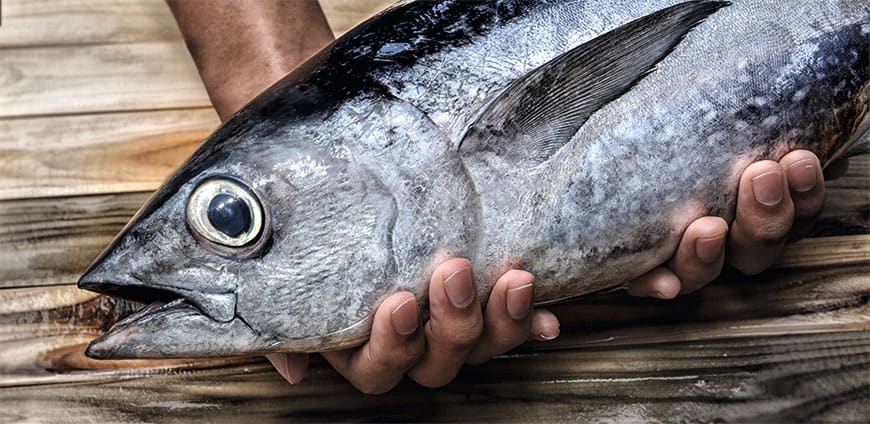 rp201-fisch-03-slider