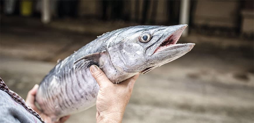 rp201-fisch-08-slider