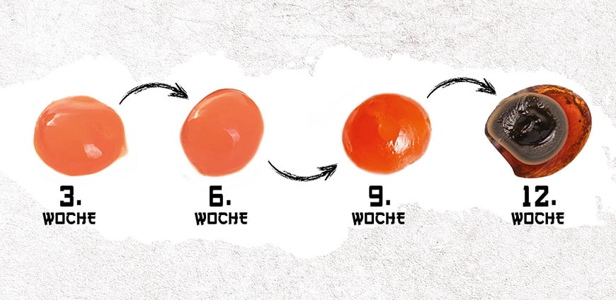 rp202-experiment-05-slider