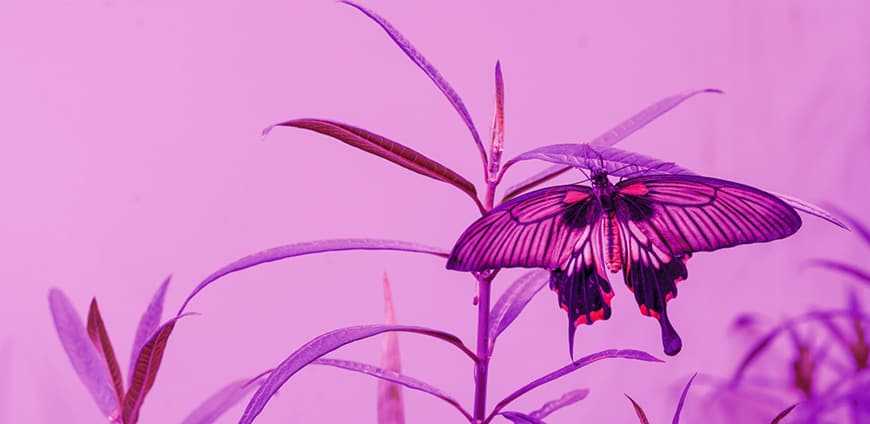 rp206-bompas-parr-10-slider