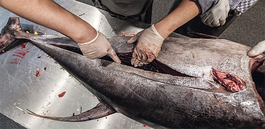 rp208-tuna-10-slider