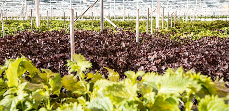 rp211-kress-04-slider