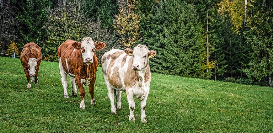 rp214-pr-aumerk-slider3