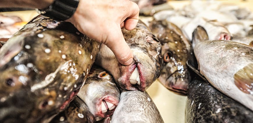 rp214_foodhunting_slider_1