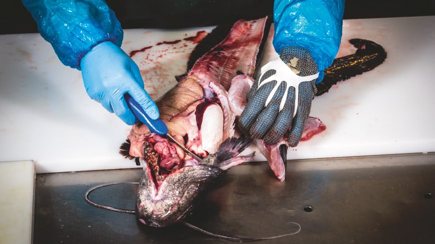 slider1_fischinnereien