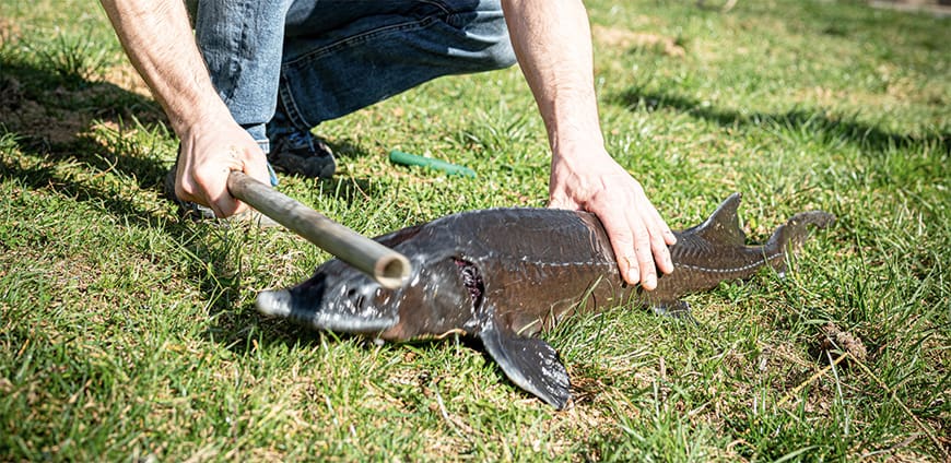 RP237-kaviar-slider3