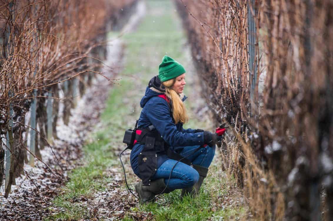 hanneke-schönhals-winzerin-1132x754