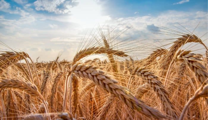 getreide-weizen