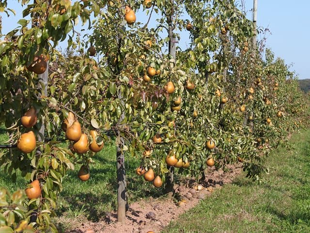 obst-birnen-bauer-feld