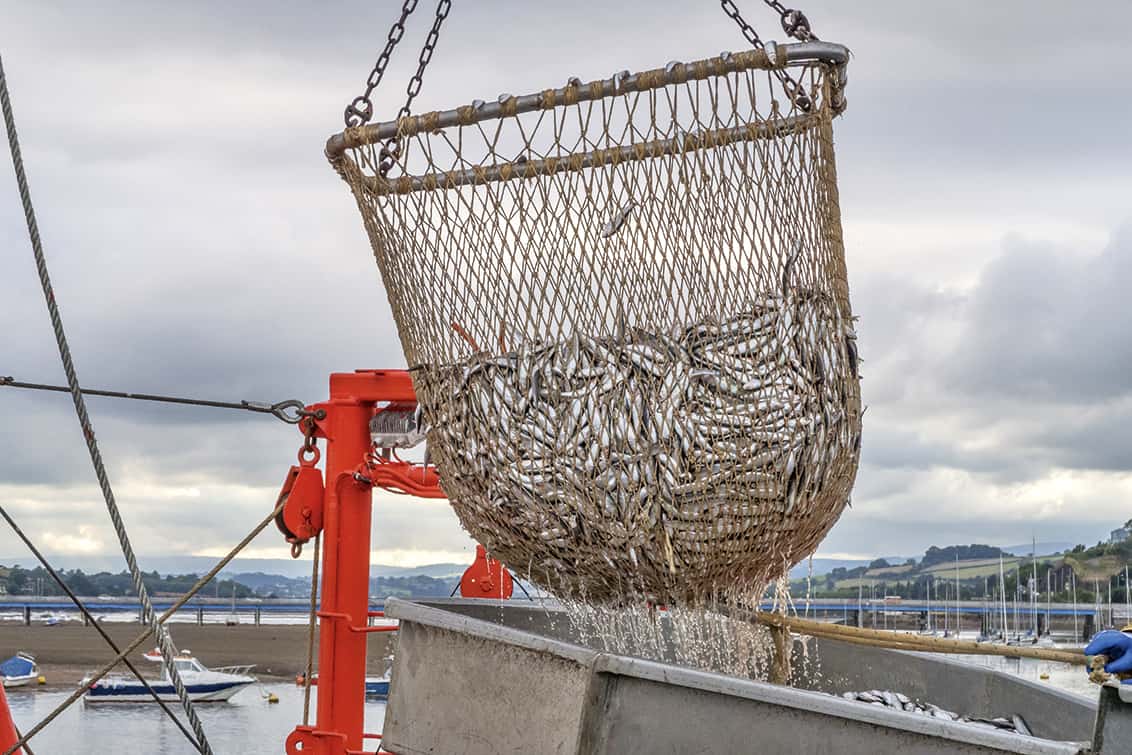 rp-262-fb-sardinen-10