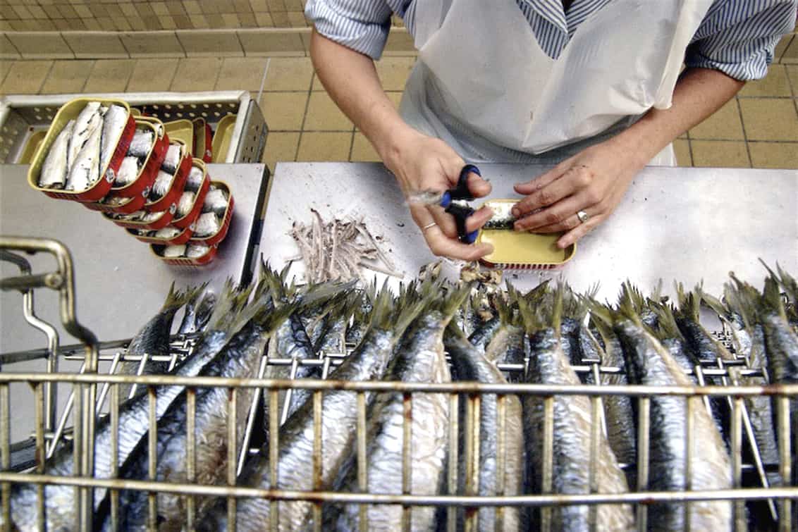 rp-262-fb-sardinen-6