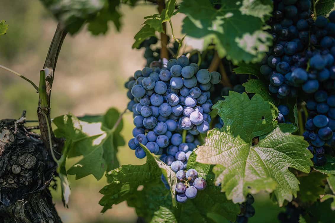 rp277-spst-Thomas-Althoff-4