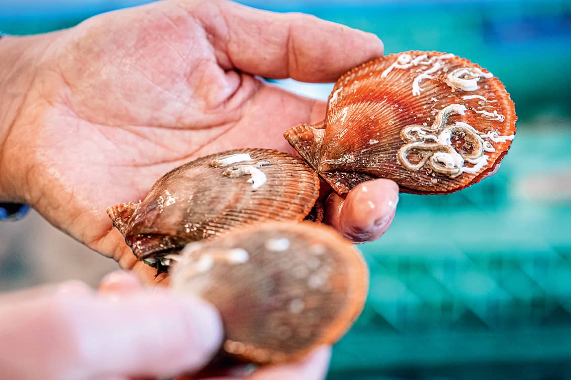 rp278-fr-norwegian-seafood-7