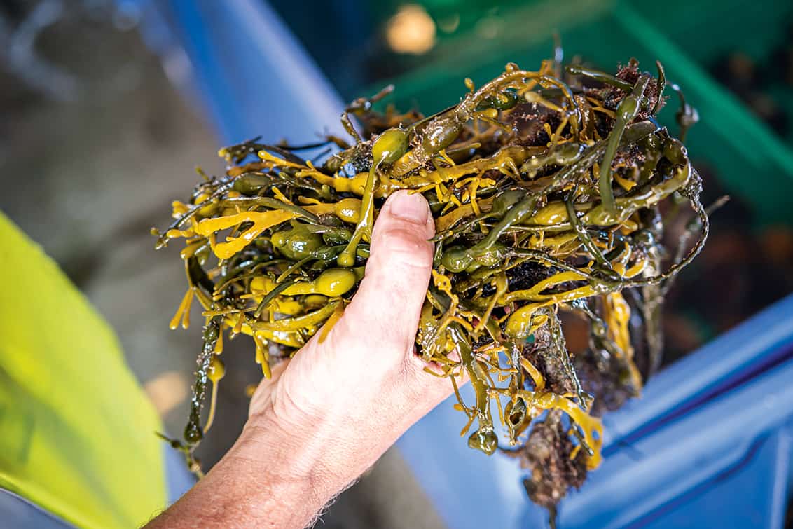 rp278-fr-norwegian-seafood-8