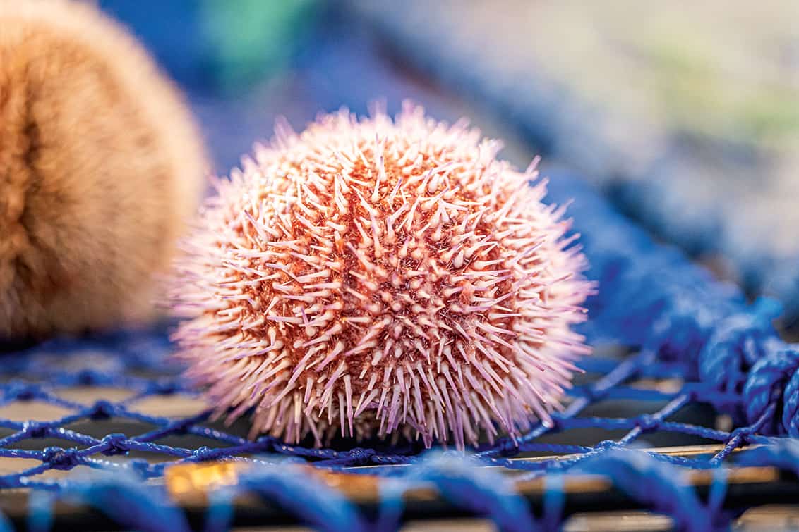 rp278-fr-norwegian-seafood-9