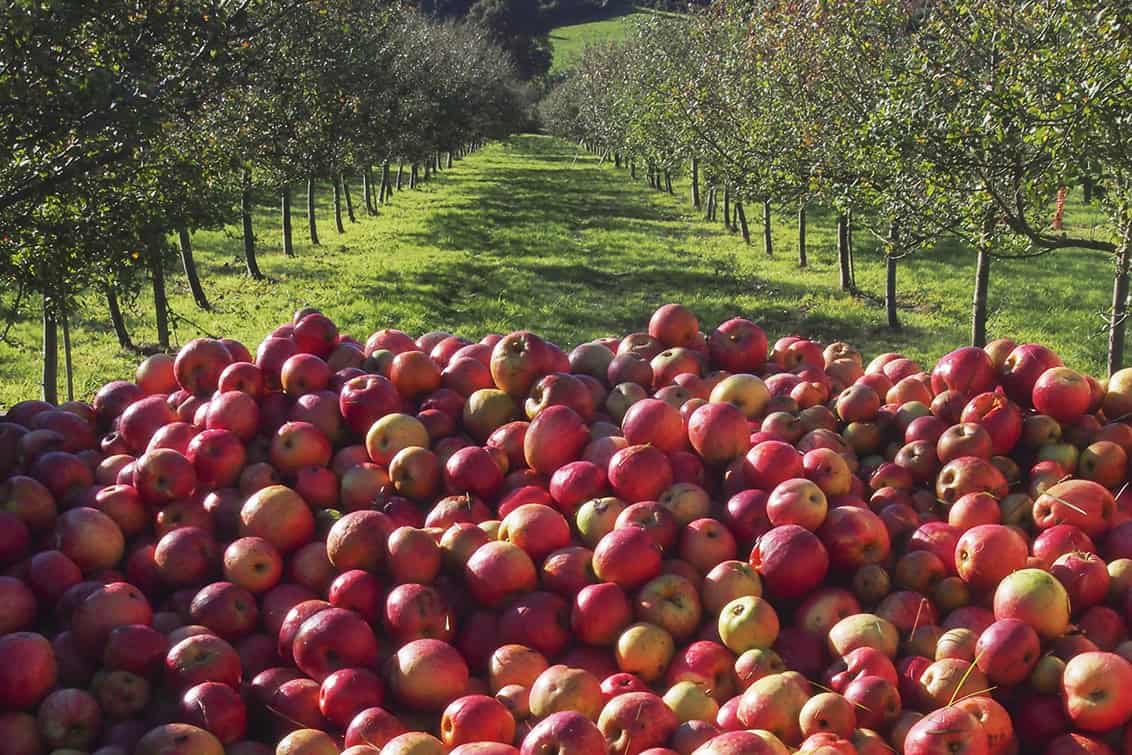 rp289-pr-sidra-de-asturias-1