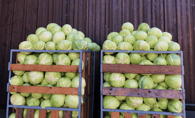 Top-Supplier_Newsletter1_1_KrautContainer