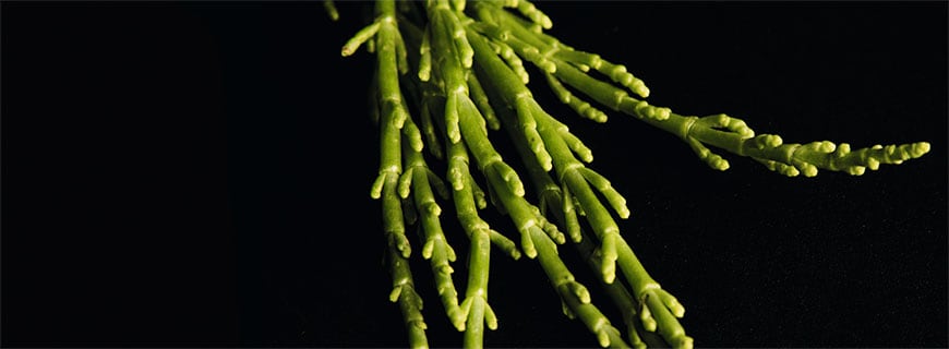 wie-schmeckt-salicornia