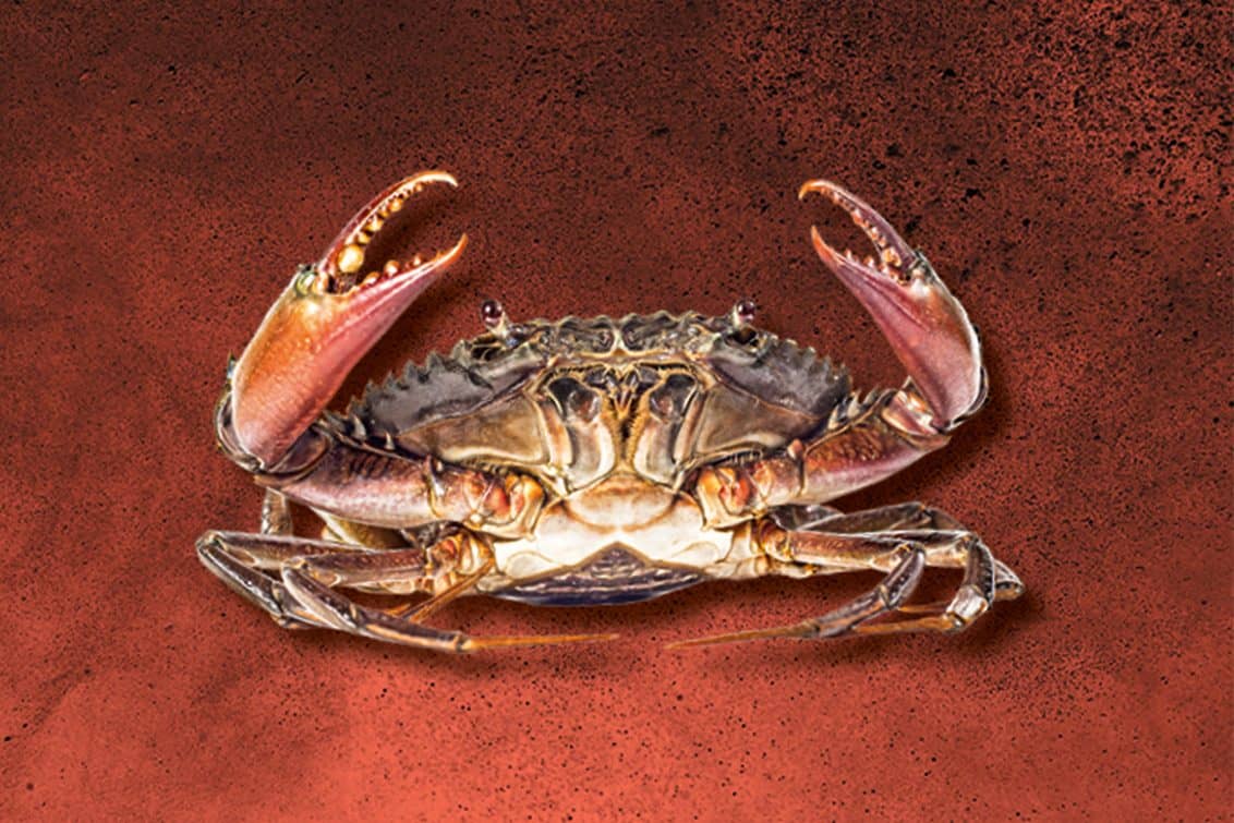 RP243-fb-crabs-11-1132x755