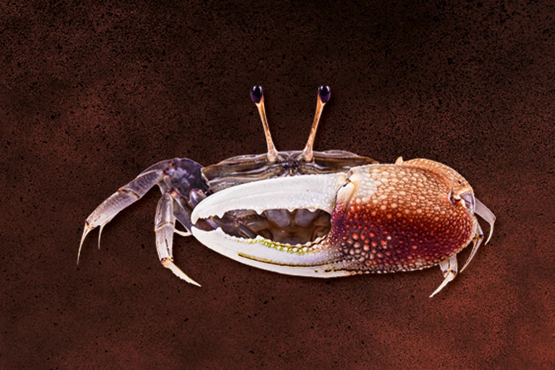 RP243-fb-crabs-3