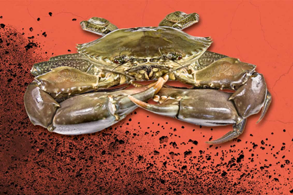 RP243-fb-crabs-5