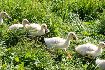 5_Waldviertler_Freiland_Gefluegel_Enten_670x400px-1-356x237