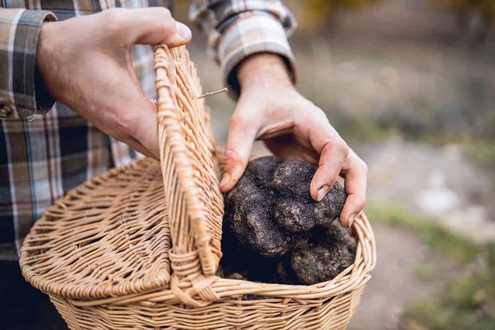 1.79 kilos of truffles were found in Italy – rolling pin