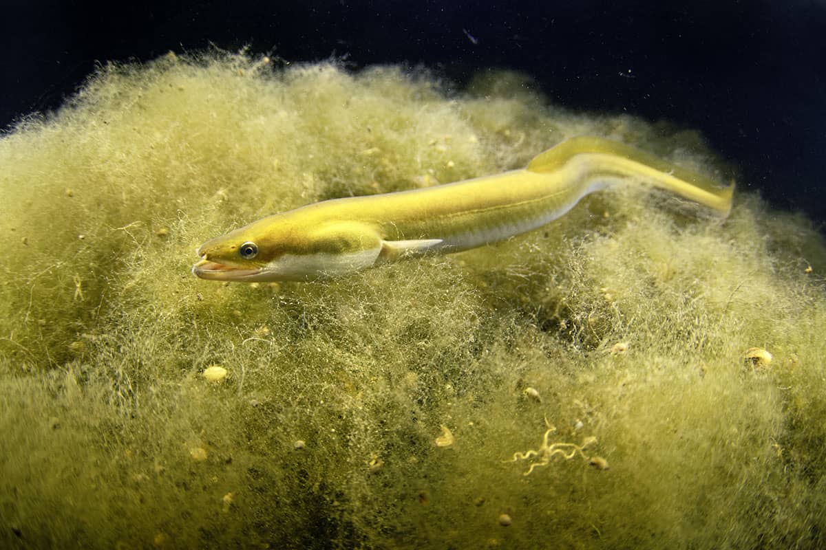 Anguille-jaune_source-Bruno-Guenard-biosphoto