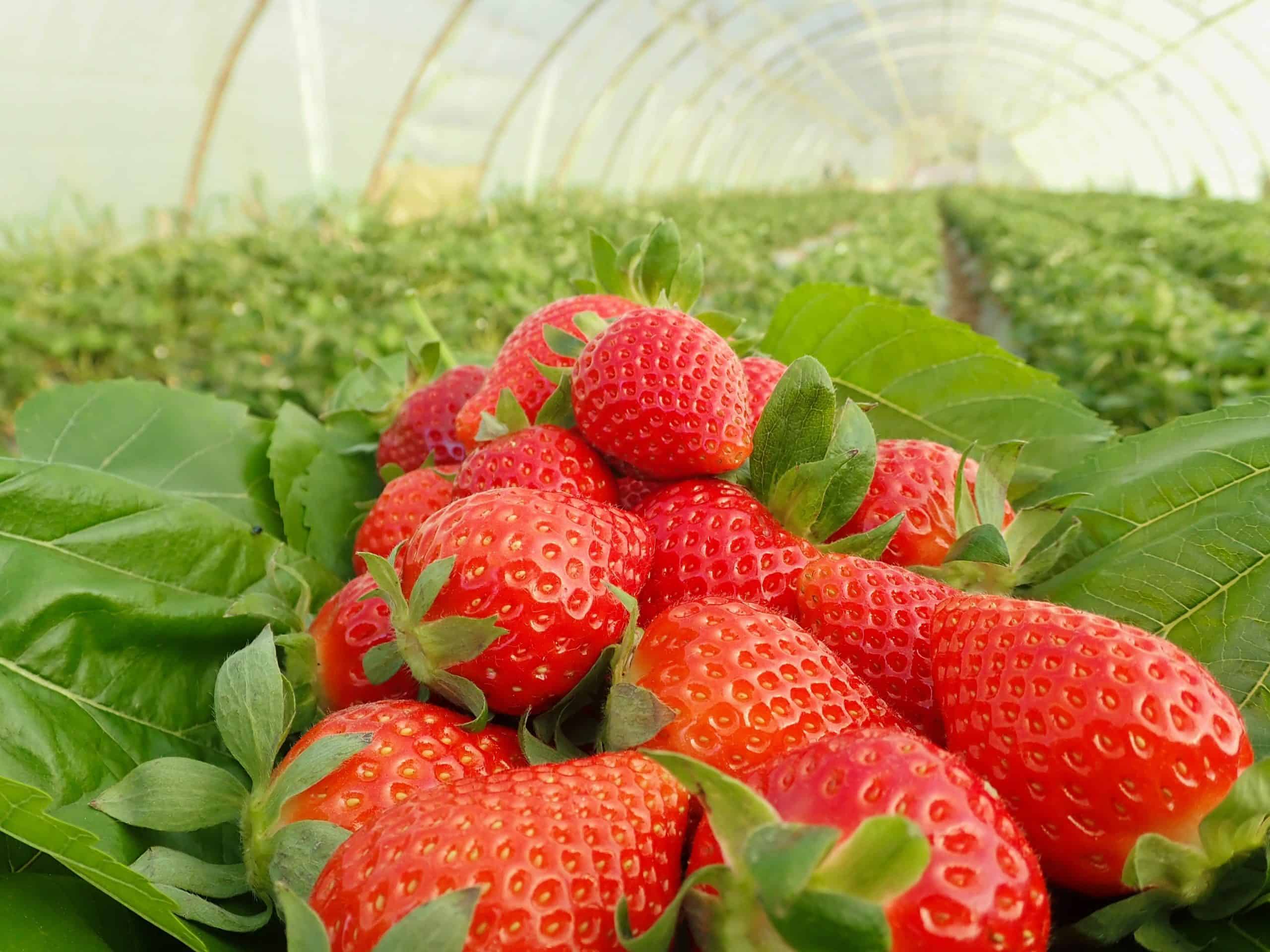 shutterstock_2608445105-scaled