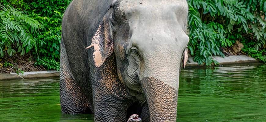 Black Ivory ist ein teuer Kaffee, der aus Elefantenmist hergestellt wird. Diese leben in freier Wildbahn