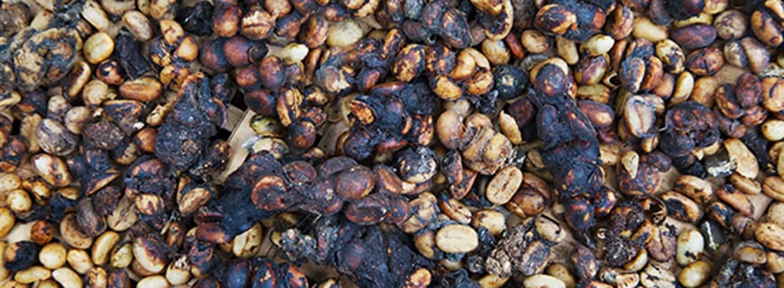 Die Kaffeebohnen für das teure Getänk Kopi Luwak kleben nach dem Ausscheiden aus der Katze zusammen und müssen getrocknet werden