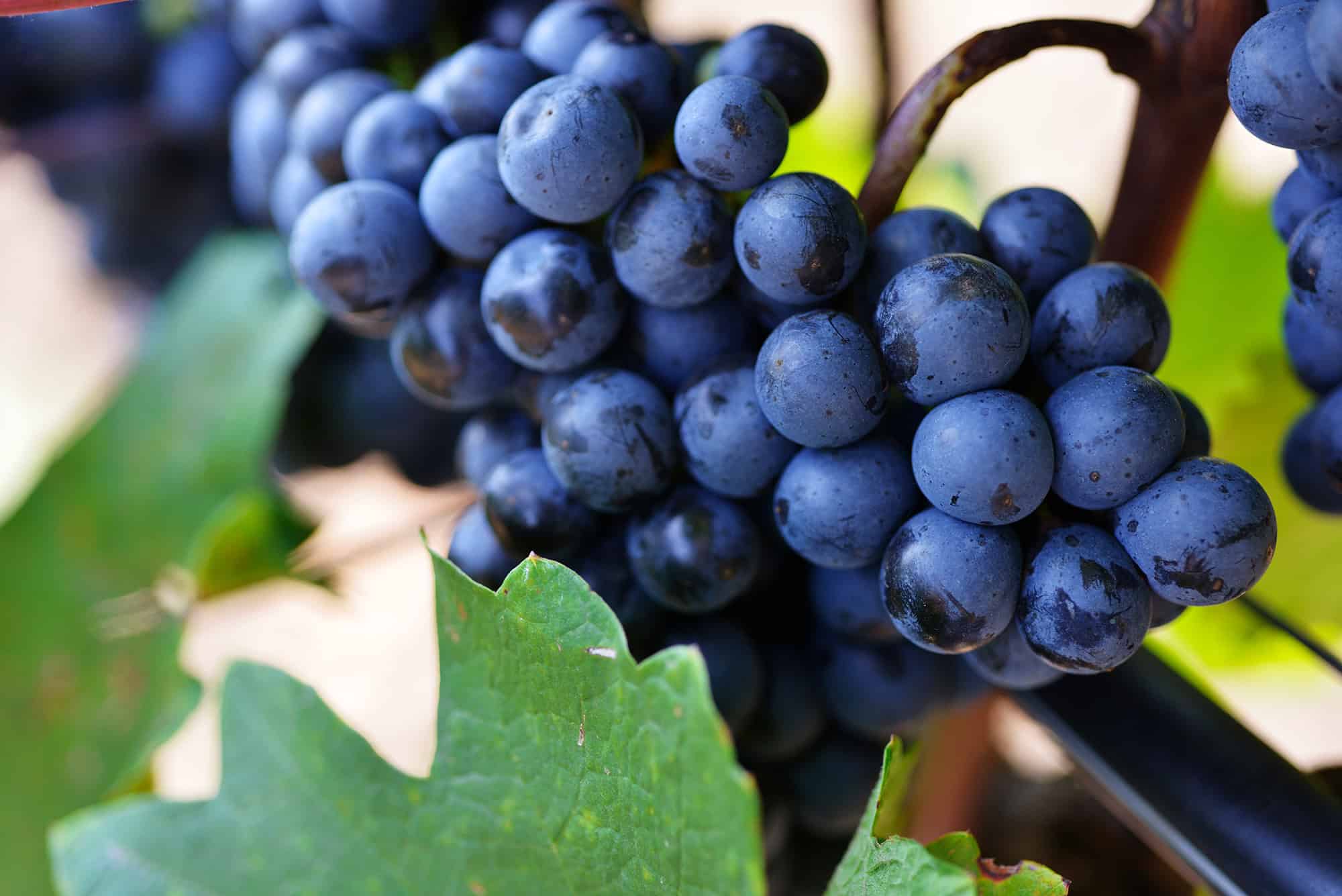 BioWeingut-Heideboden_Trauben_cSteve-Haider