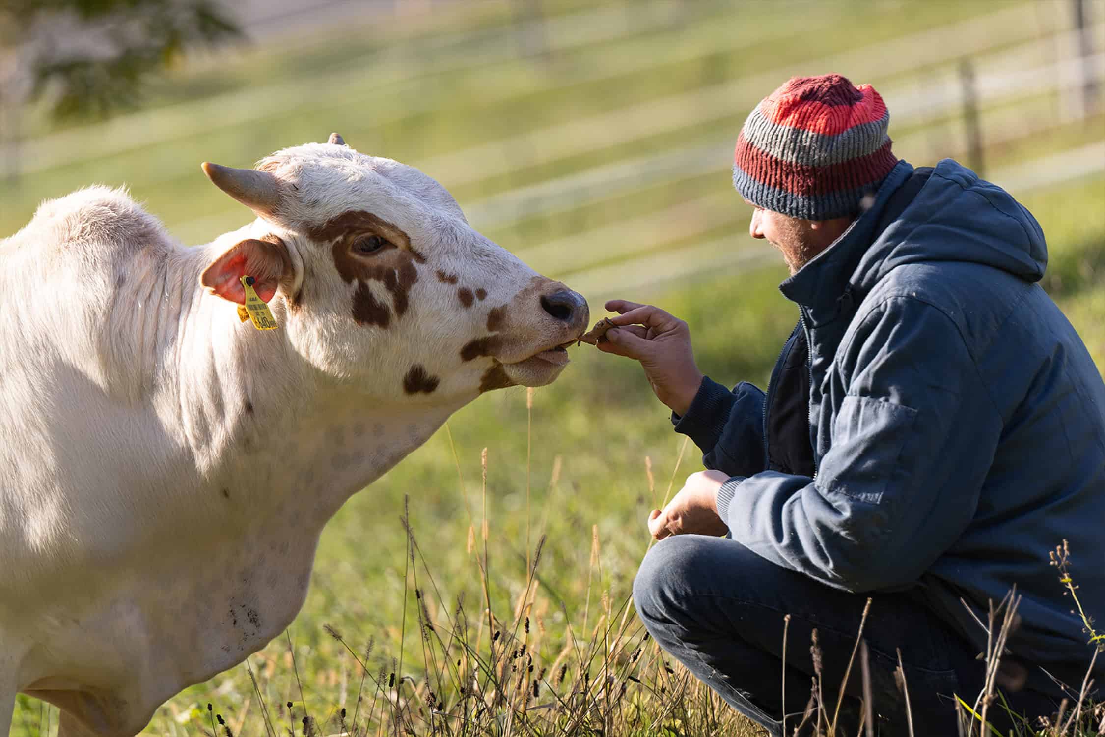 Tropper_Zebu_cdeFlor-