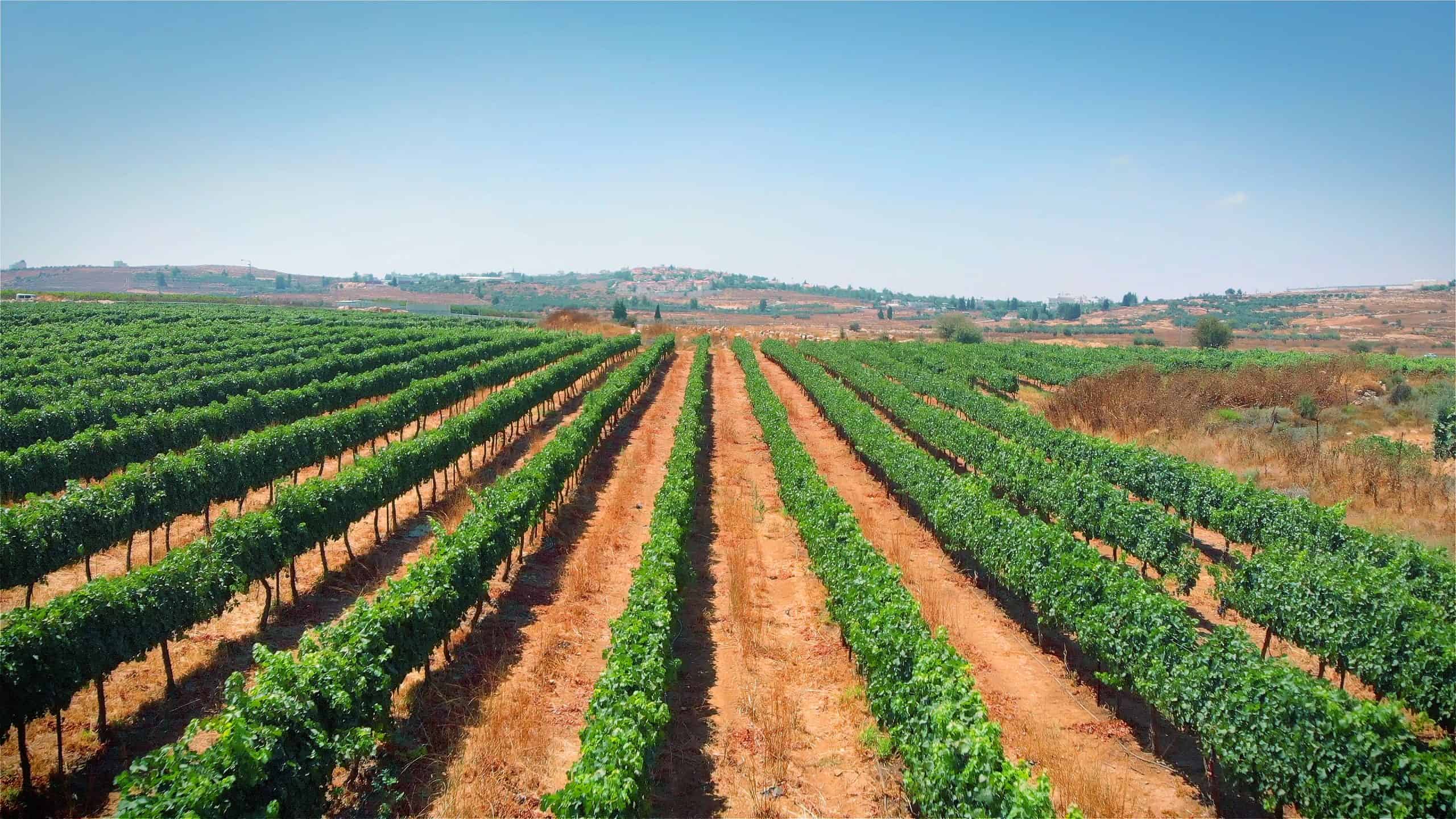 Weinbaugebiete weltweit im Check