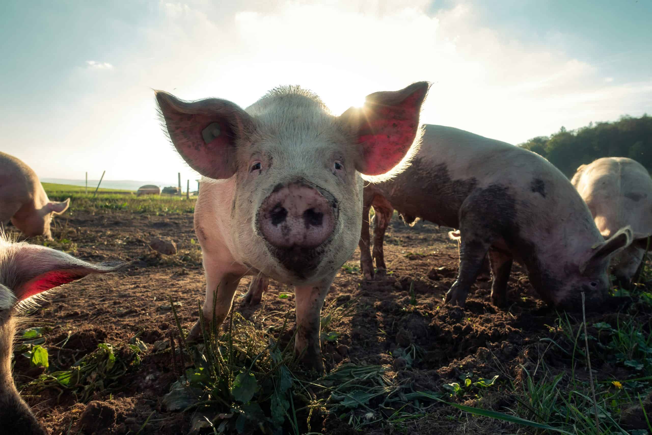 In manchen Kulturen normales Essen, in anderen unvorstellbar ist das Schwein | Foto: Unsplash