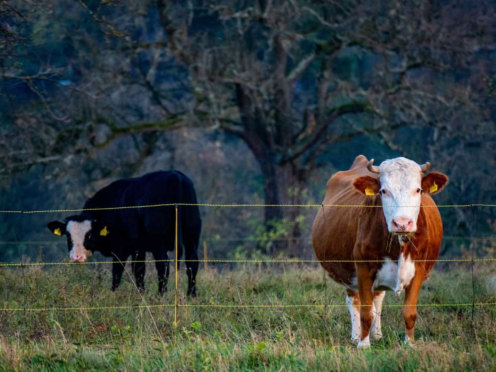 shutterstock_2700513307