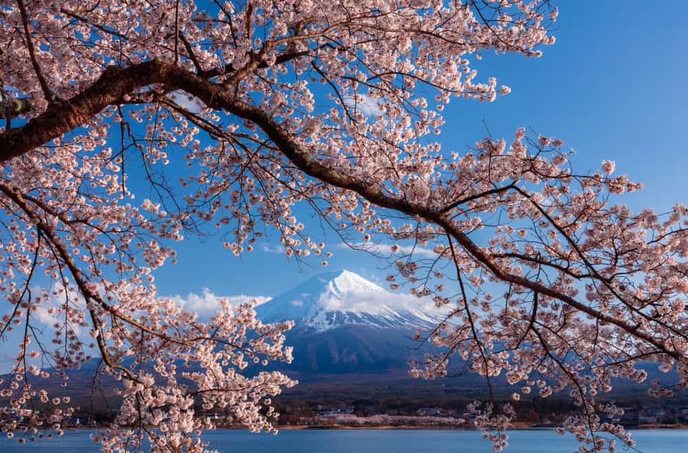 Kirschblüte in Japan